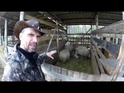 разведение овец как бизнес выгодно или нет